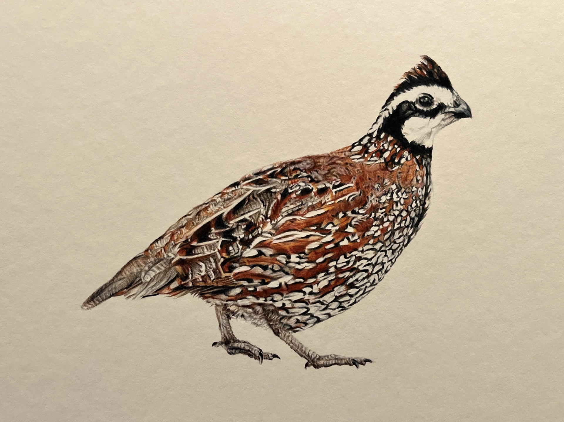 Bobwhite